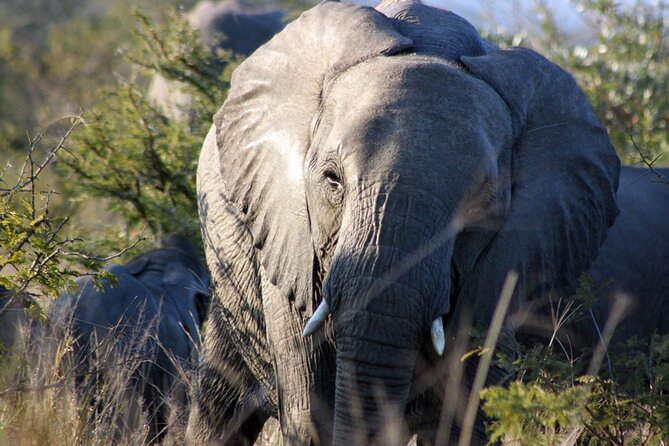 5 Day Kruger National Park tour - Day three brings Moholoholo and Blyde River Canyon