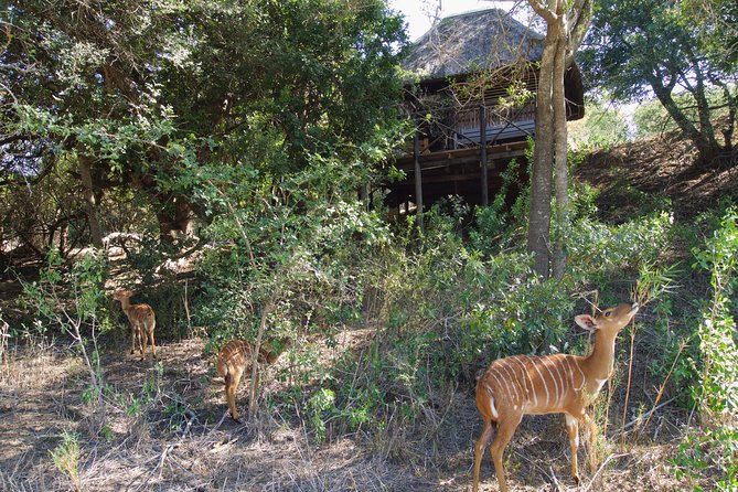 5 Day Lodge and Treehouse Kruger National Park Safari - Day one: Johannesburg to Balule after dark