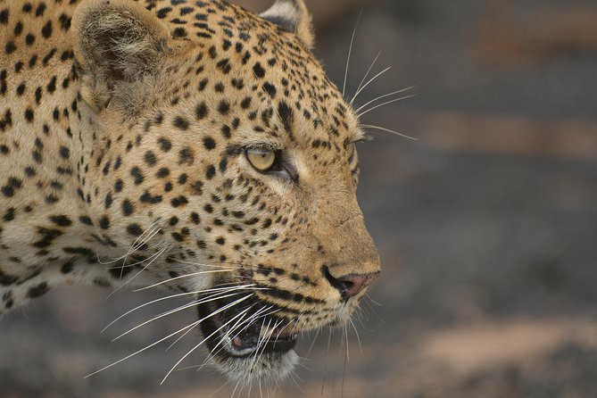 5 Day Wildlife Photographic Safari - Kruger National Park - B1 Photo Safaris - Key points at a glance