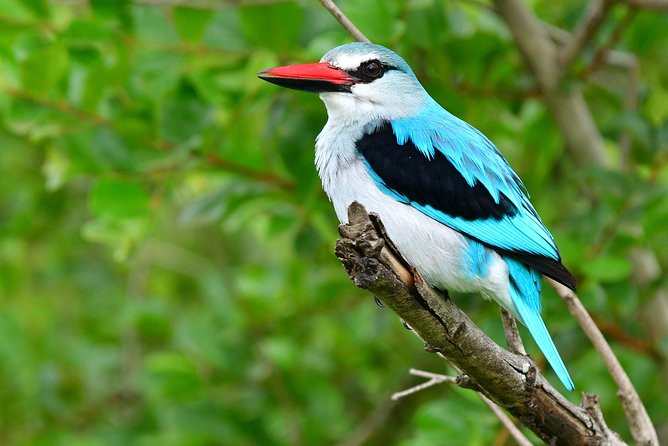 5 Day Wildlife Photographic Safari - Kruger National Park - B1 Photo Safaris - Five days built around better wildlife photographs