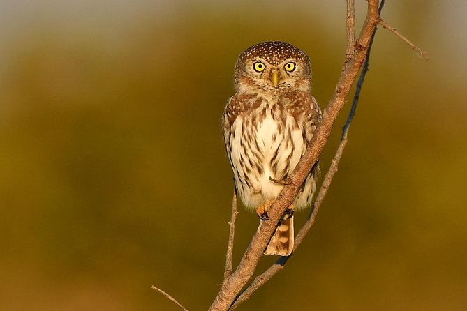 5 Day Wildlife Photographic Safari - Kruger National Park - B1 Photo Safaris - Days 3 through 5: More time, more chances, less rushing