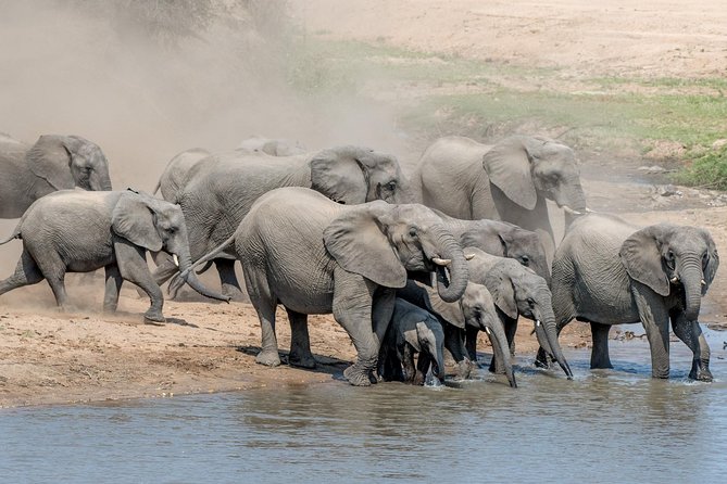 5 Day Wildlife Photographic Safari - Kruger National Park - B1 Photo Safaris - Why two guides matter when the action starts