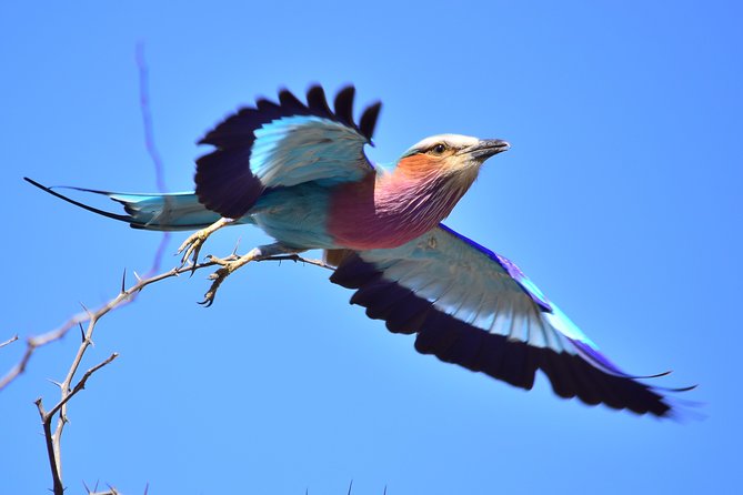 5 Day Wildlife Photographic Safari - Kruger National Park - B1 Photo Safaris - Four nights in basic bungalows