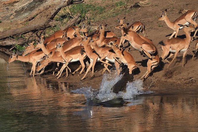 5 Day Wildlife Photographic Safari - Kruger National Park - B1 Photo Safaris - Day 2: Covering more ground between two camps