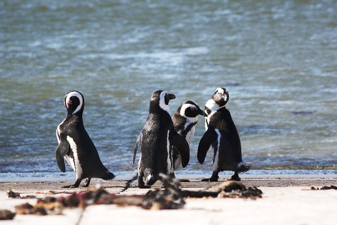 6-Day Garden Route & Addo South African Adventure from Cape Town - Day four: Tsitsikamma’s forest and Indian Ocean coast