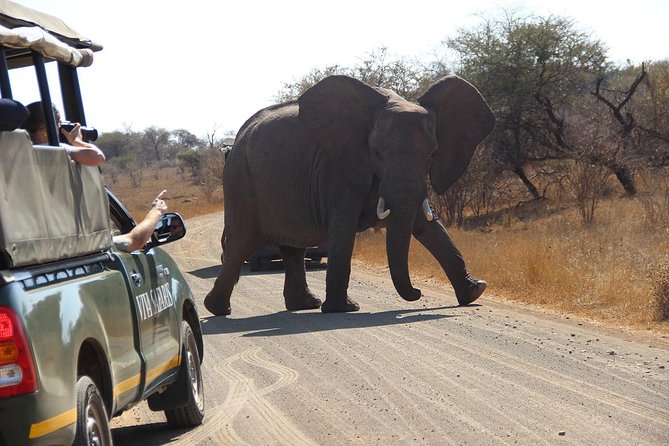 7 Day Classic Kruger National Park Safari - Day 2: An Olifants River bush walk and sundowner drive