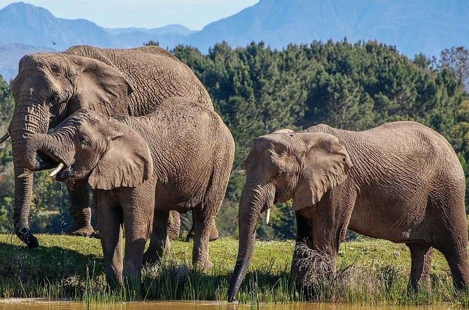 7-Day Garden Route Safari Adventure from Cape Town - Day 3: Railway nostalgia and the Cango Caves