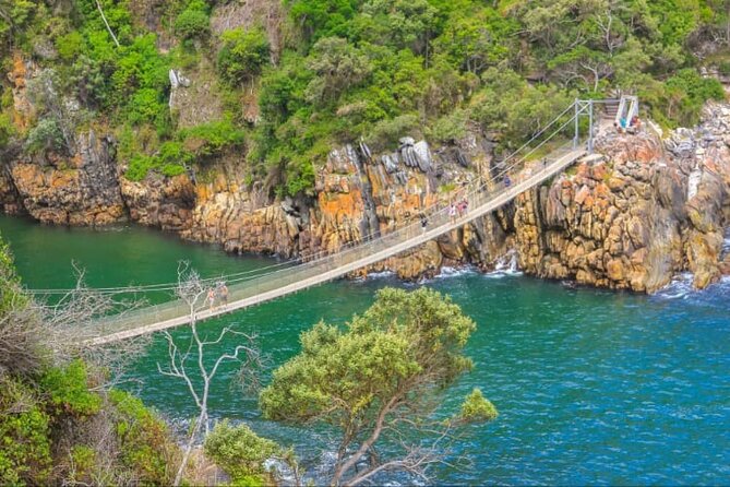 7-Day Garden Route Safari Adventure from Cape Town - Day 5: Knysna Heads, wild cats, and Birds of Eden