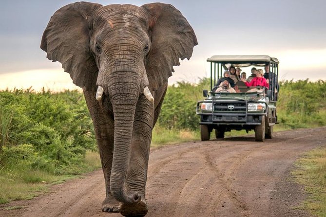 7 Day Garden Route to Addo, Cape Point and Winelands Combo tour - Day 5: A second safari option and the return to Cape Town