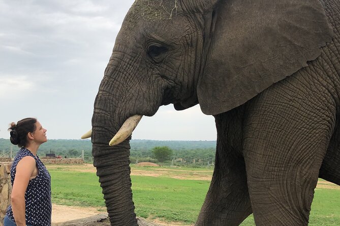 90-minute Elephant Watching Experience in Hoedspruit - What the Elephant Moments Visit Is Really About