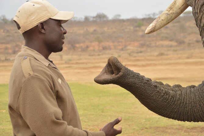 90-minute Elephant Watching Experience in Hoedspruit - Arriving at the Jabulani Herd Stables at 6:30 a.m.
