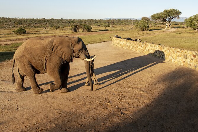 90-minute Elephant Watching Experience in Hoedspruit - A Close Encounter With Clear Limits