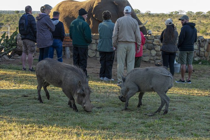90-minute Elephant Watching Experience in Hoedspruit - What the 90 Minutes Include