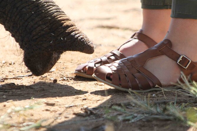90-minute Elephant Watching Experience in Hoedspruit - Why the Jabulani Herd’s Story Matters