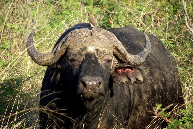 A Full Day Safari Tour to the Hluhluwe Imfolozi Big 5 Game Reserve - Why Hluhluwe-iMfolozi makes sense from Durban
