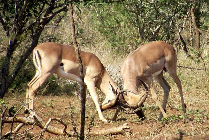 A Full Day Safari Tour to the Hluhluwe Imfolozi Big 5 Game Reserve - Six hours searching for wildlife inside the park
