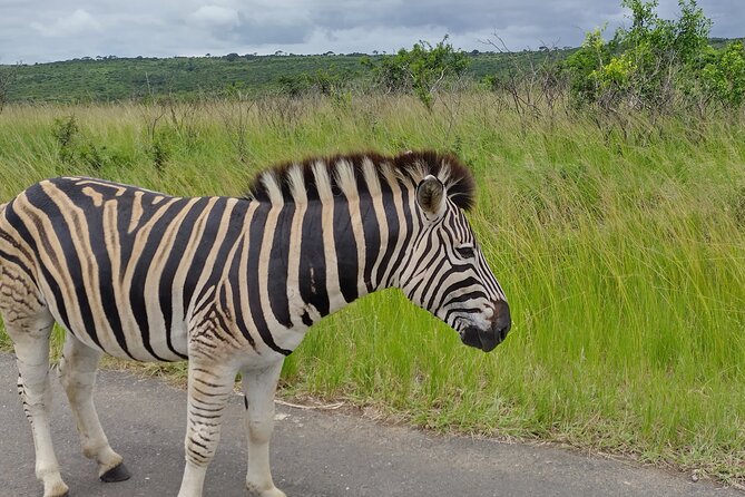 A Full Day Safari Tour to the Hluhluwe Imfolozi Big 5 Game Reserve - The price and what it covers