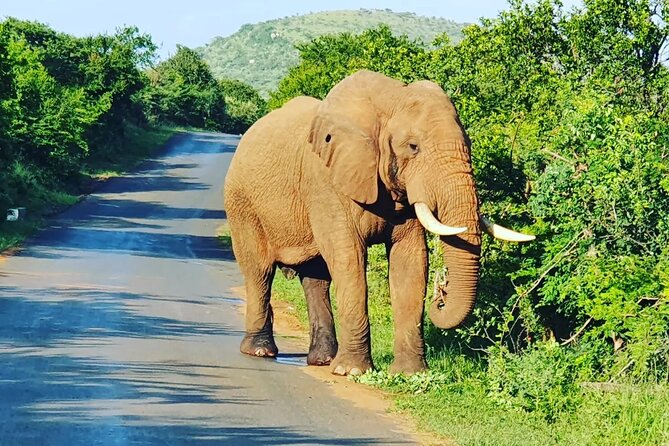 A Full Day Safari Tour to the Hluhluwe Imfolozi Big 5 Game Reserve - Why private travel beats self-driving here