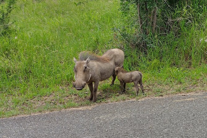 A Full Day Safari Tour to the Hluhluwe Imfolozi Big 5 Game Reserve - A realistic way to plan the day