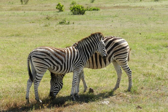 Addo Elephant 5 hour Morning Safari. - The 10:30 to 11:30 picnic brunch
