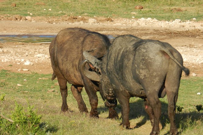 Addo Elephant 5 hour Morning Safari. - The waterhole search after 10 a.m.
