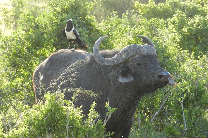 Addo Elephant 5 hour Morning Safari. - Is $123.65 good value?