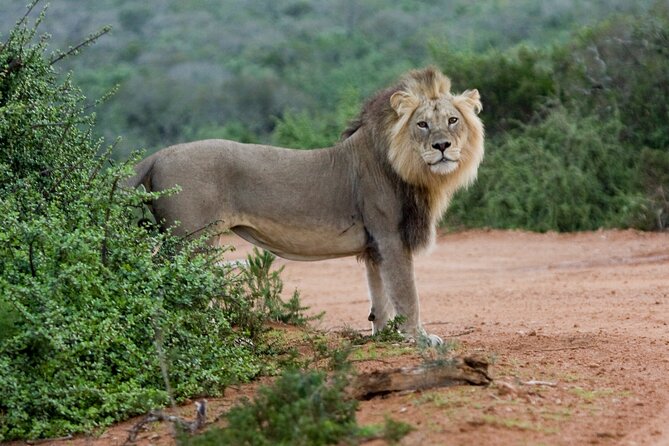 Addo Elephant 5 hour Morning Safari. - Timing, pickup, and practical planning