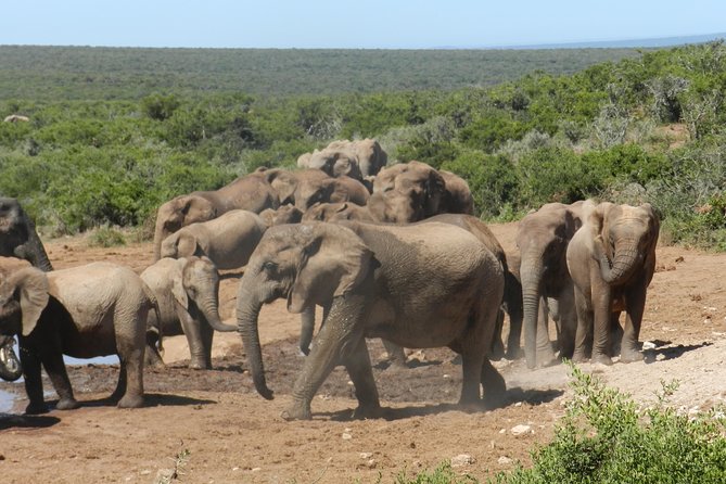 Addo Elephant 5 hour Morning Safari. - Addo wildlife: elephants are the main event