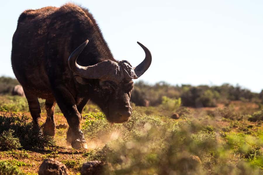 Addo Elephant Full Day Safari / Shore Excursions - Key things to know before you book