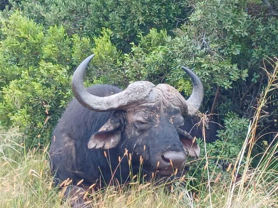Addo Elephant Full Day Safari / Shore Excursions - Why Addo is worth a full day