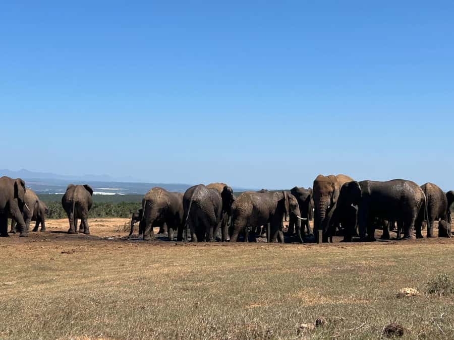 Addo Elephant Full Day Safari / Shore Excursions - The afternoon three-hour game drive