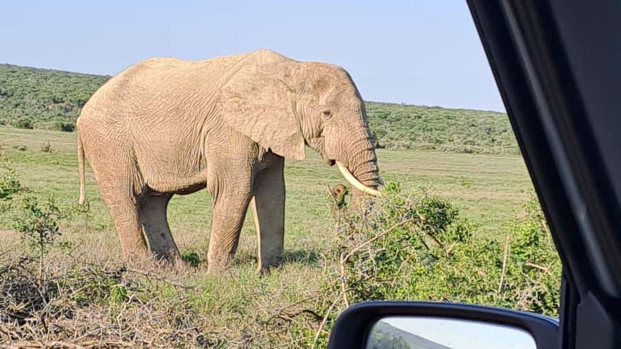 Addo Elephant Full Day Safari / Shore Excursions - The guide makes or breaks the day