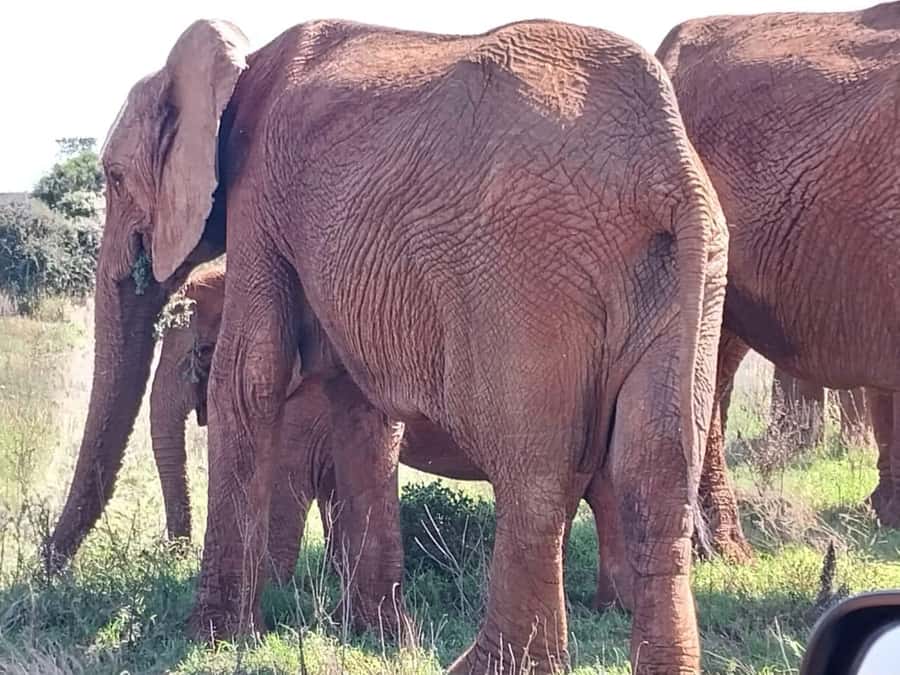 Addo Elephant Full Day Safari / Shore Excursions - Is $152 a fair price?