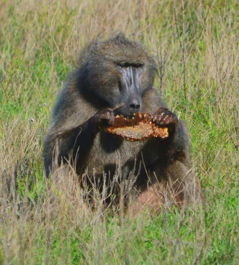 Addo Elephant Full Day Safari / Shore Excursions - What to pack and what to expect