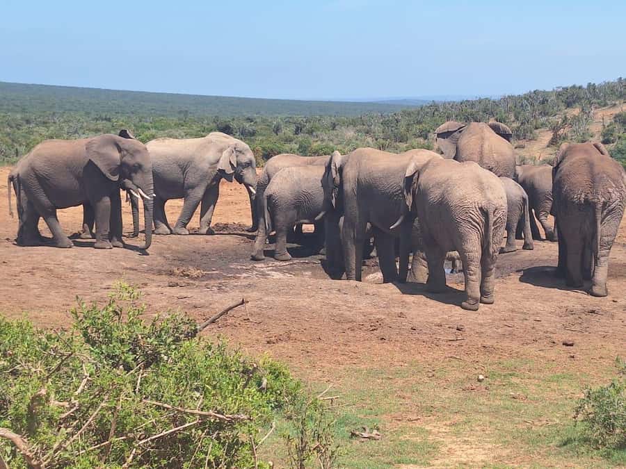 Addo Elephant Full Day Safari / Shore Excursions - Who should book this Addo safari?