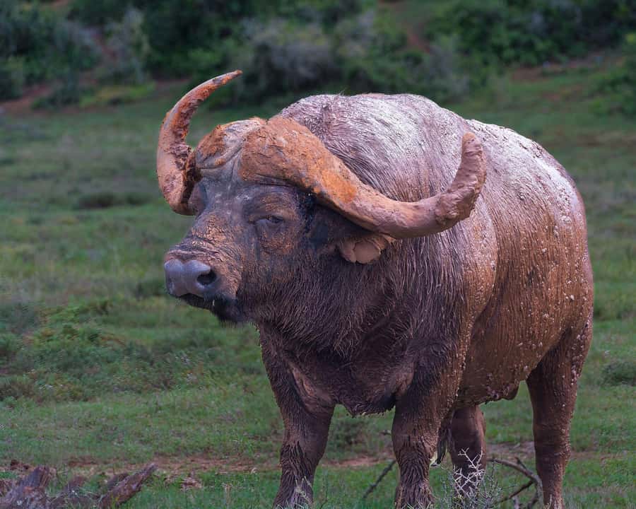 Addo Elephant Full Day Safari / Shore Excursions - Getting from Gqeberha to the park