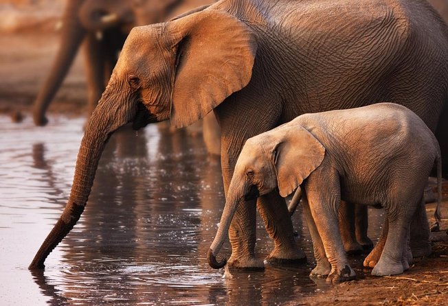 Addo Elephant Full Day Safari with a Traditional South African Braai (BBQ) Lunch - Key points to know before booking