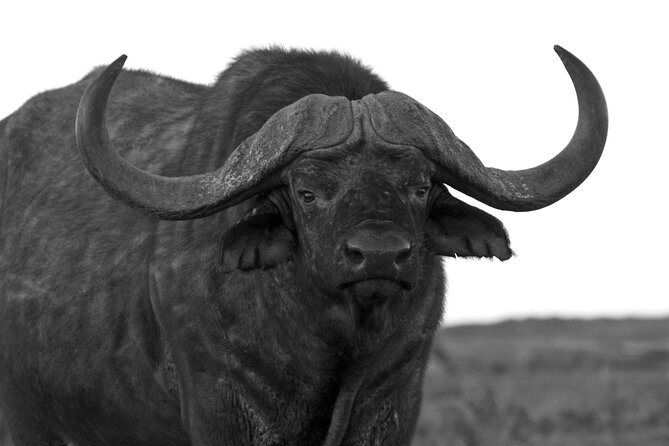 Addo Elephant Full Day Safari with a Traditional South African Braai (BBQ) Lunch - Waterholes and Addo’s elephant country