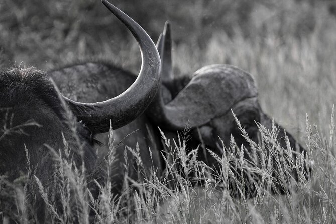 Addo Elephant Full Day Safari with a Traditional South African Braai (BBQ) Lunch - The guides are the heart of the experience
