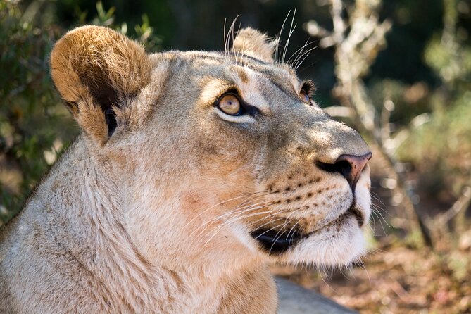 Addo Elephant Full Day Safari with a Traditional South African Braai (BBQ) Lunch - Price, group size, and overall value