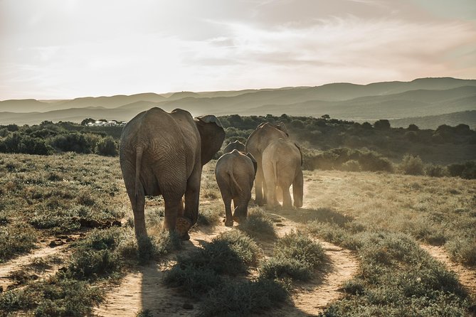 Addo Elephant National Park All Inclusive Full-Day Safari - Five things to know before booking