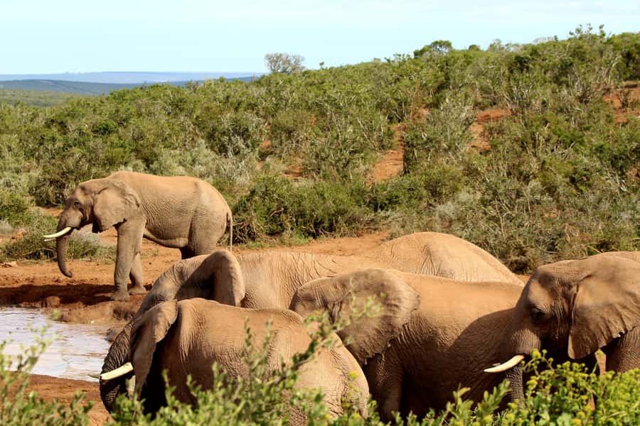 Addo Elephant National Park All Inclusive Full-Day Safari - Booking details that matter