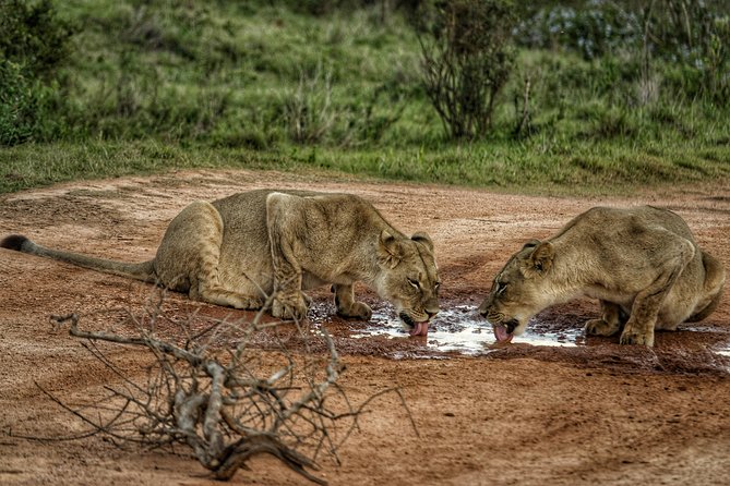 Addo Elephant National Park All Inclusive Full-Day Safari - Lions, distant cats, and the reality of wild sightings
