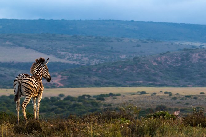 Addo Elephant National Park All Inclusive Full-Day Safari - Safety: one serious warning to keep in mind