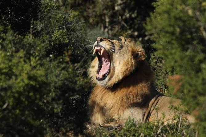 Addo Elephant National Park All Inclusive Full-Day Safari - Morning pickup from Port Elizabeth and nearby towns