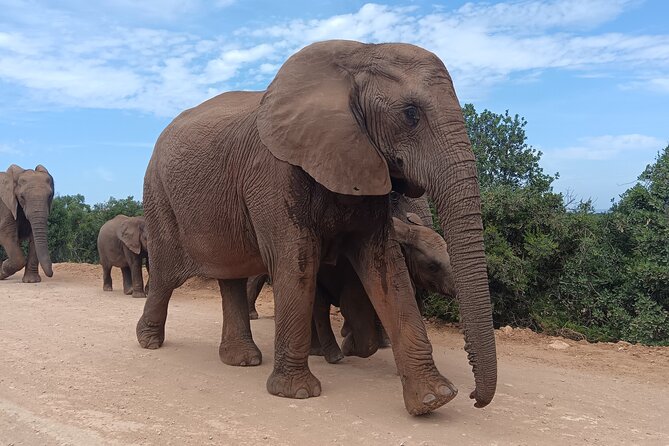Addo Elephant National Park and Kragga Kamma Game Park Combo. - Key Points at a Glance