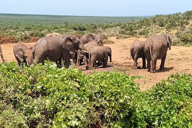 Addo Elephant National Park and Kragga Kamma Game Park Combo. - Why This Addo and Kragga Kamma Combination Works