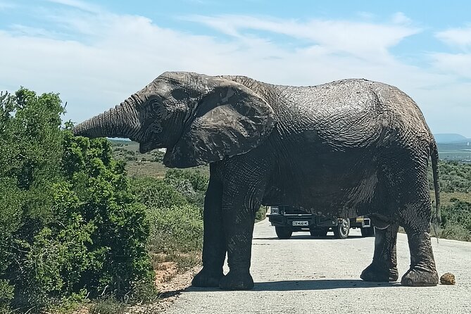 Addo Elephant National Park and Kragga Kamma Game Park Combo. - Transport, Group Size, and the Feel of the Day