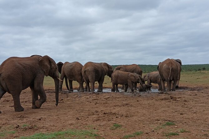 Addo Elephant National Park and Kragga Kamma Game Park Combo. - Is the $190.73 Price Good Value?