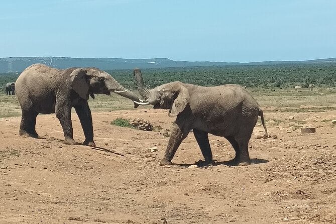Addo Elephant National Park and Kragga Kamma Game Park Combo. - What Makes the Guides Important